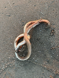 ダイナンウミヘビの釣果