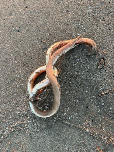 ダイナンウミヘビの釣果