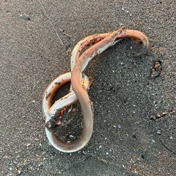 ダイナンウミヘビ