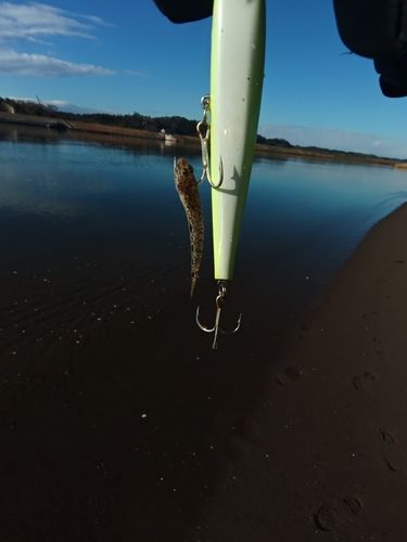 ハゼの釣果
