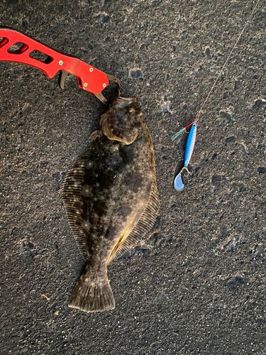 ヒラメの釣果