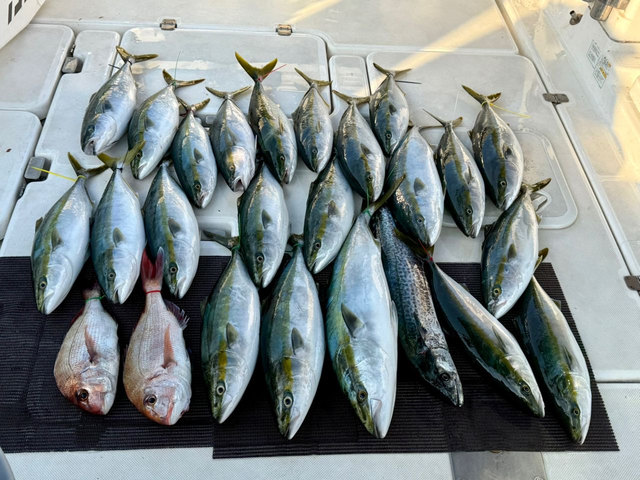 JACKALL バンブルズ ロッド BB-S60-3Rの最安値・インプレ・釣果 | 本音