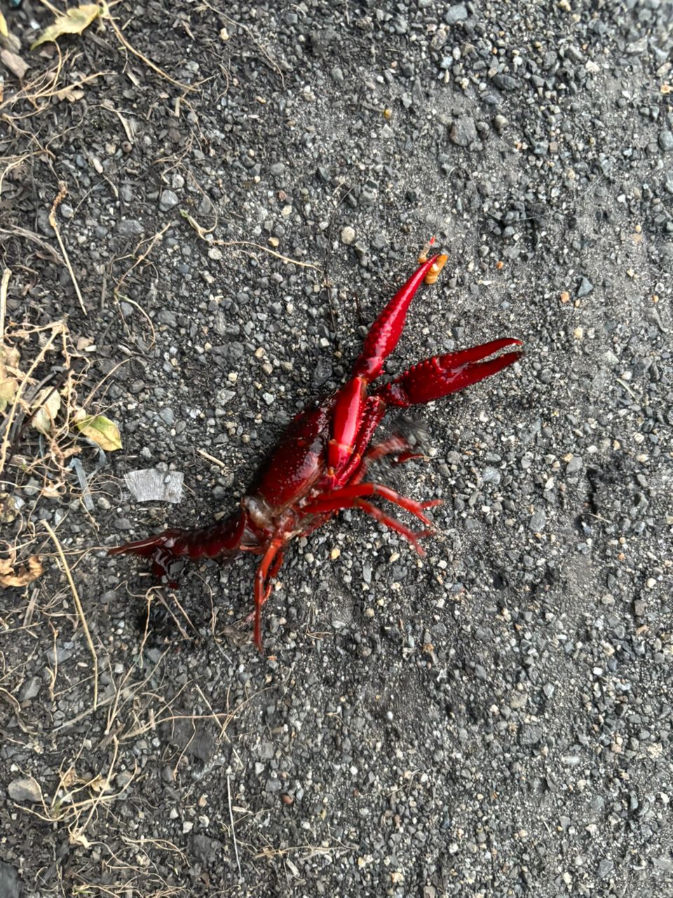 アメリカザリガニ