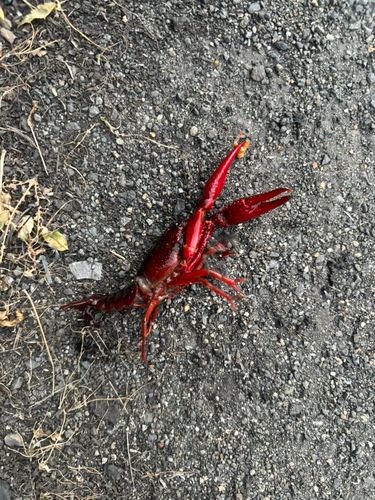 アメリカザリガニの釣果