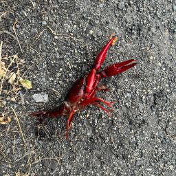 アメリカザリガニ