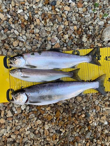 ビワマスの釣果