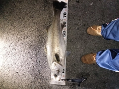 シーバスの釣果