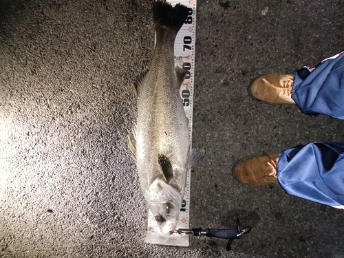 シーバスの釣果