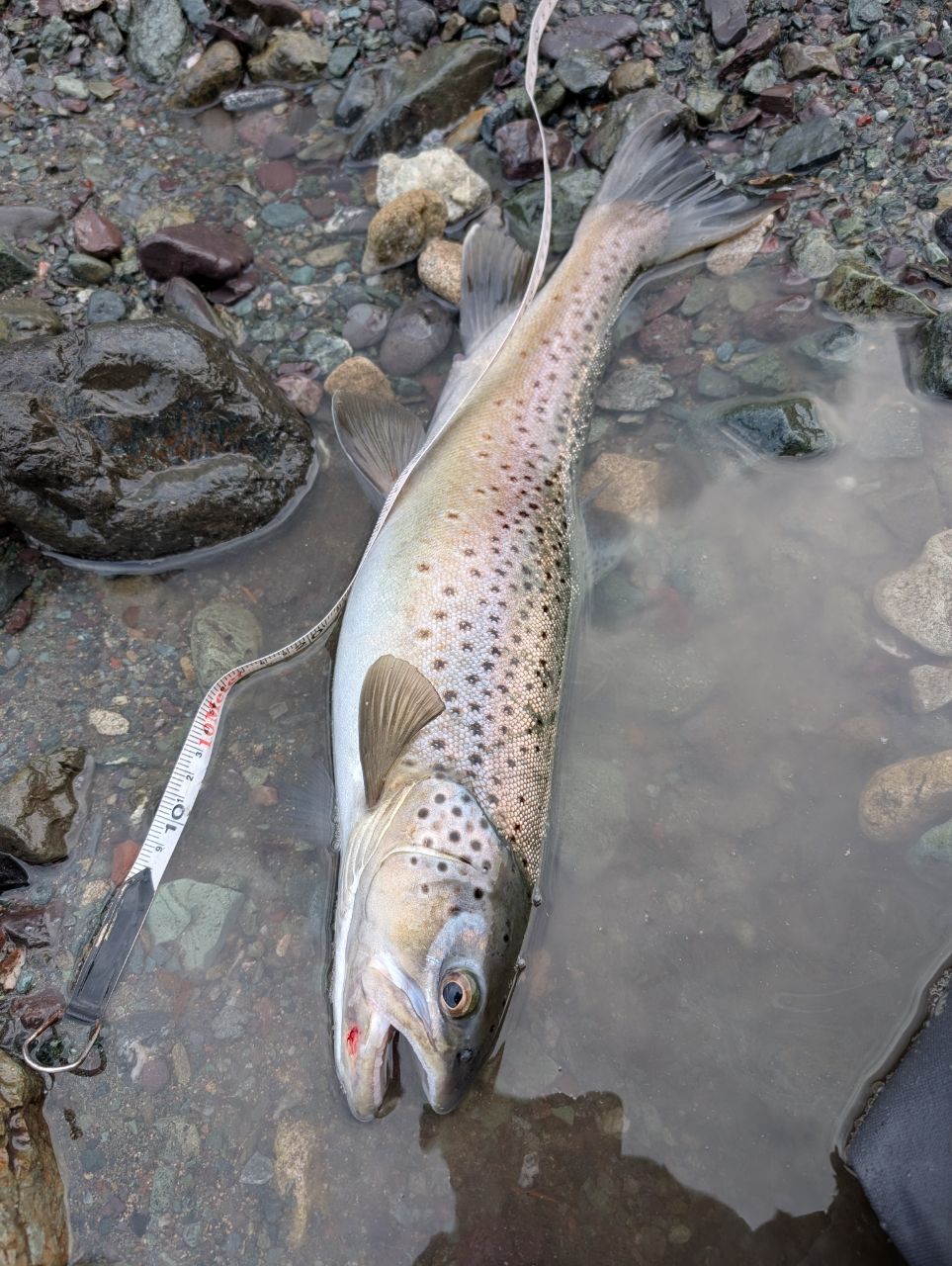 ブラウントラウト