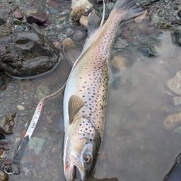 ブラウントラウト