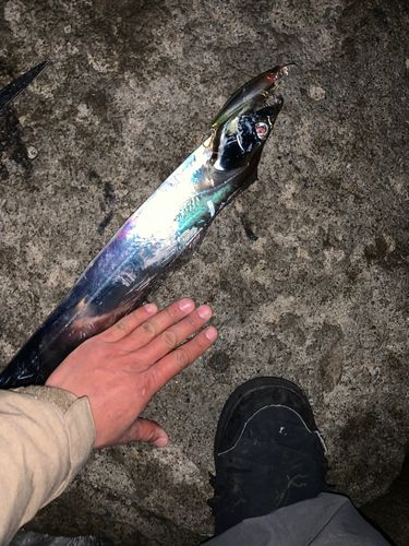 タチウオの釣果