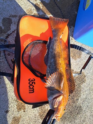 アイナメの釣果