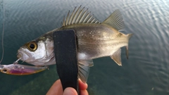 セイゴ（ヒラスズキ）の釣果