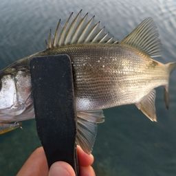 セイゴ（ヒラスズキ）