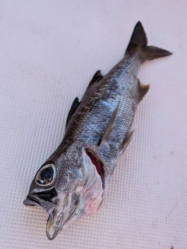 クロムツの釣果