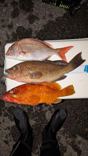 オオモンハタの釣果