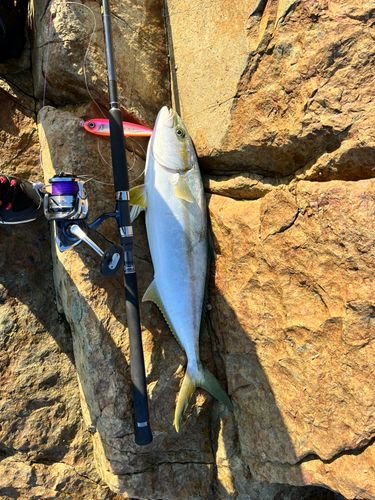 ヒラマサの釣果