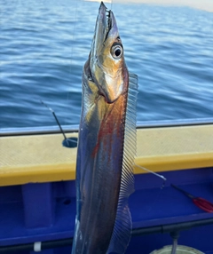 タチウオの釣果