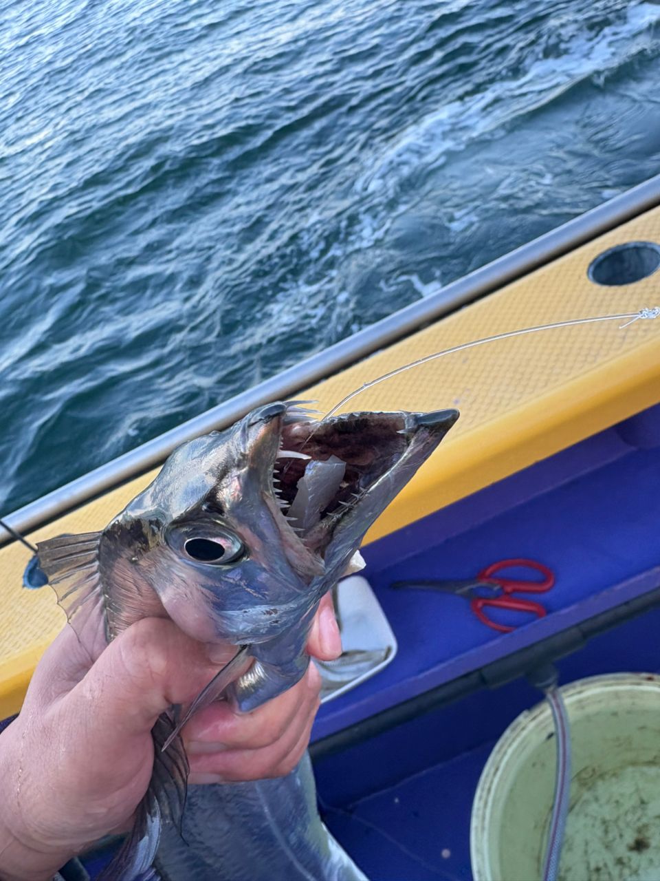 なんちゃって太公望さんの釣果 2枚目の画像