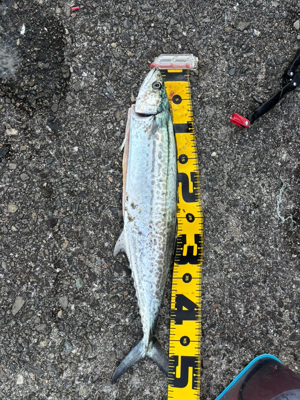 SHIMANO 19ソルティーアドバンス SHORE JIGGING S100MHの最安値