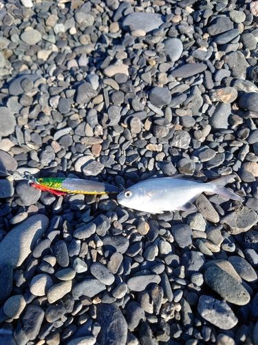 コバンアジの釣果