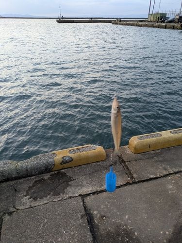 シロギスの釣果
