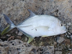 ロウニンアジの釣果