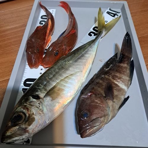 アジの釣果