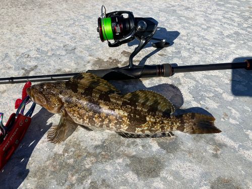 アイナメの釣果