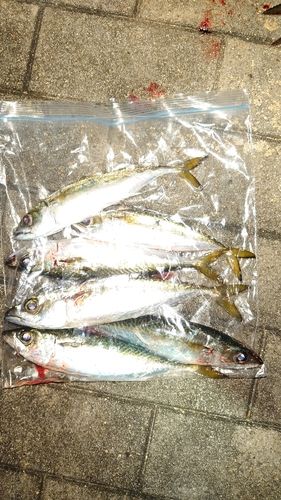 サバの釣果