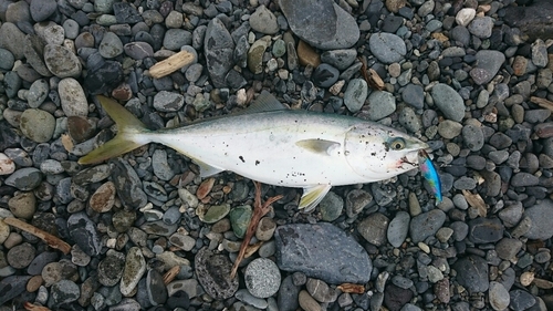 イナダの釣果