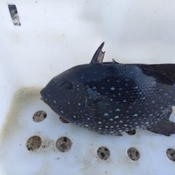 モンガラカワハギ