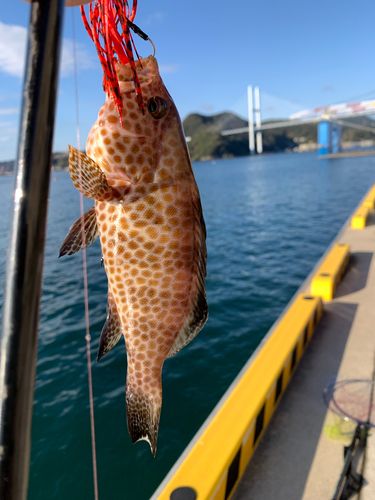 オオモンハタの釣果