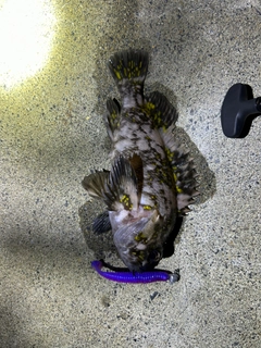 オウゴンムラソイの釣果