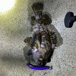 オウゴンムラソイ