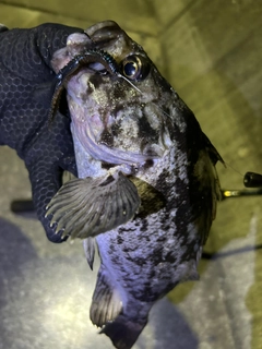 クロソイの釣果