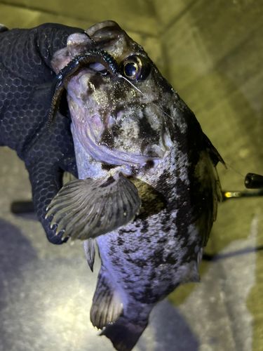 クロソイの釣果