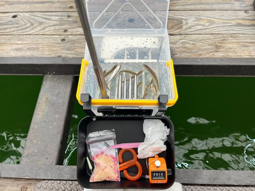 ワカサギの釣果