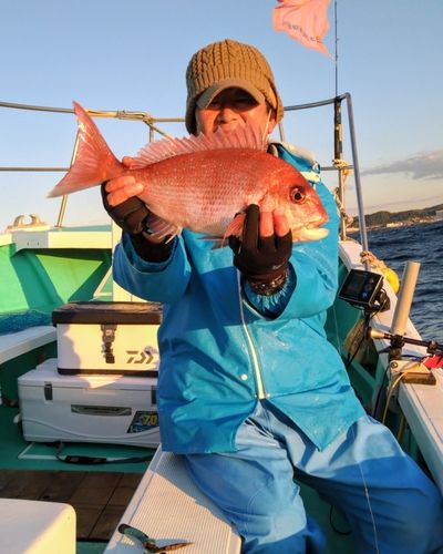 マダイの釣果