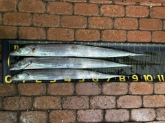 タチウオの釣果