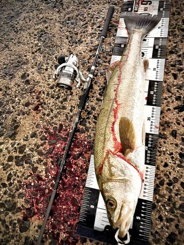 シーバスの釣果