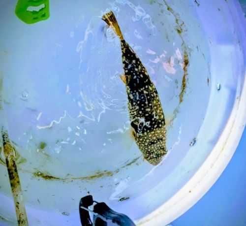 コモンフグの釣果