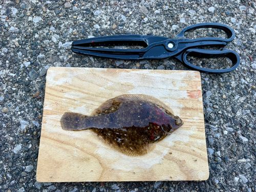 カレイの釣果