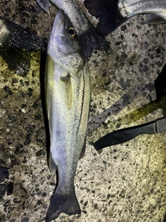 フッコ（マルスズキ）の釣果