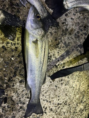 フッコ（マルスズキ）の釣果