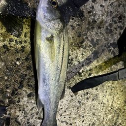 フッコ（マルスズキ）