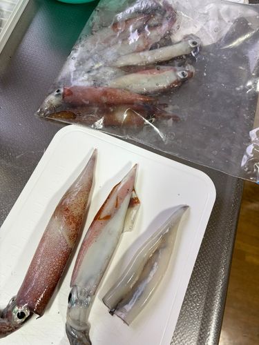 イカの釣果