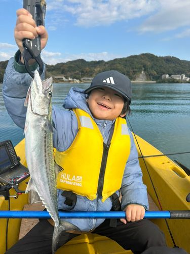 サゴシの釣果