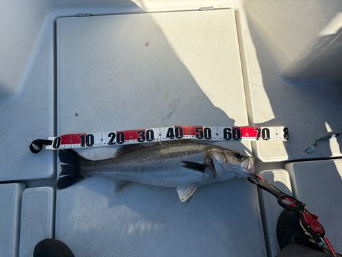 東京湾（アクアライン〜富津）