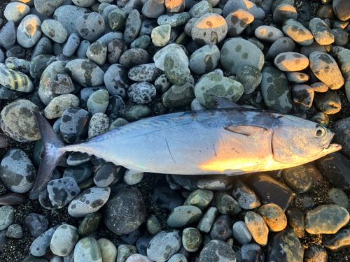 ヒラソウダの釣果